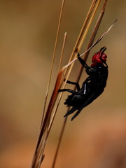 Bromophila caffra