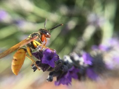 Philanthus triangulum diadema