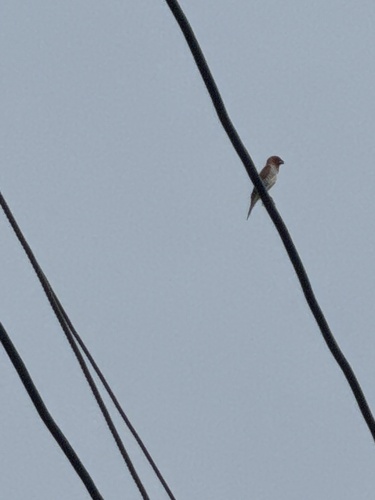 Scaly-breasted Munia