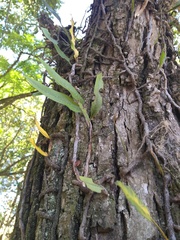 Microgramma mortoniana