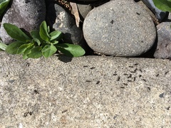 Iridomyrmex suchieri