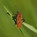 Brooklet Milkweed Bug - Photo (c) steveball, some rights reserved (CC BY-NC), uploaded by steveball