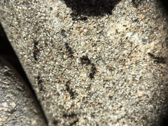 Iridomyrmex suchieri