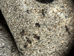 Iridomyrmex suchieri