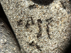 Iridomyrmex suchieri