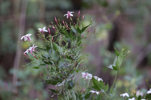 Jasminum grandiflorum observed 2025-09-19