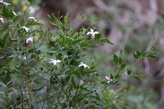 Jasminum grandiflorum, photograph (c) Jacky Judas, some rights reserved (CC BY)