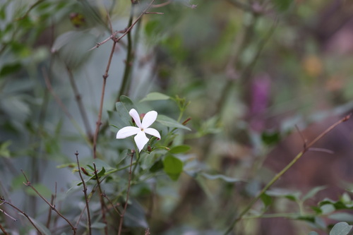 Jasminum grandiflorum, photograph 2