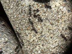 Iridomyrmex suchieri