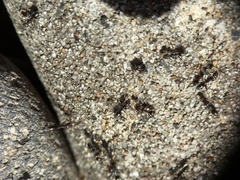 Iridomyrmex suchieri