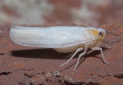 Neocenchrea heidemanni