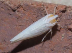 Neocenchrea heidemanni