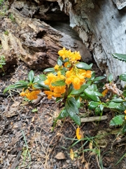 Berberis serrato-dentata