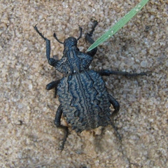 Brachycerus barbarus