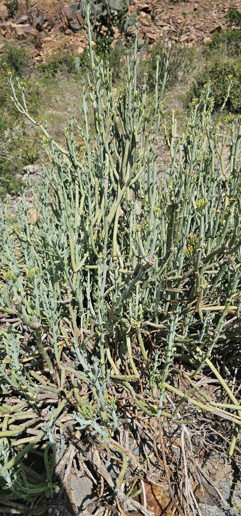 Senecio odorus (Forssk.) Sch.Bip.