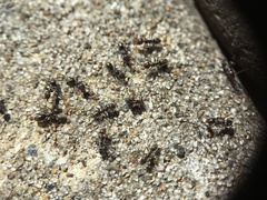 Iridomyrmex suchieri