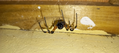 African Hermit Spider