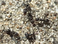 Iridomyrmex suchieri