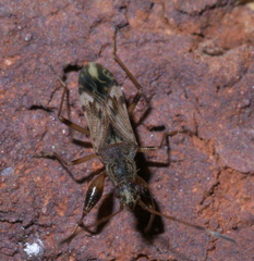 Neopamera albocincta