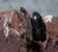 Neopamera albocincta