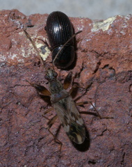 Neopamera albocincta