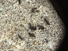 Iridomyrmex suchieri