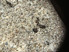 Iridomyrmex suchieri