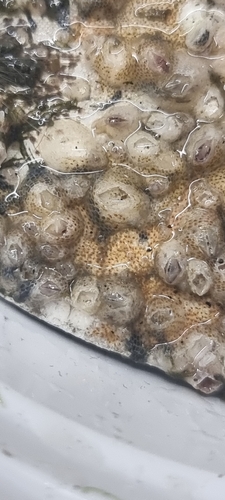 Keyhole Bryozoan