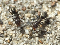 Iridomyrmex suchieri