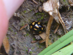 Coccinella leonina