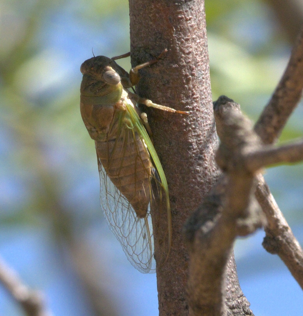 Plains Dog-Day Cicada