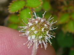 Acaena juvenca