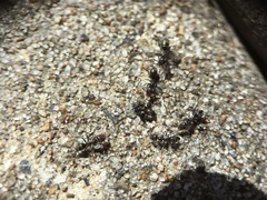 Iridomyrmex suchieri