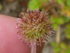 Acaena juvenca
