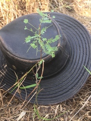 Vachellia schaffneri bravoensis