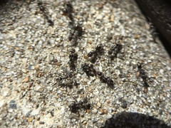 Iridomyrmex suchieri