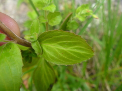 Epilobium pubens