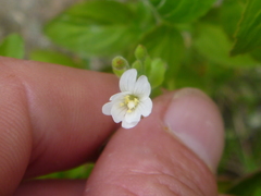 Epilobium pubens