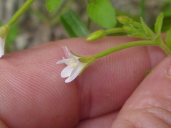 Epilobium pubens