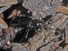 Bembidion lampros