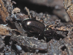 Bembidion lampros