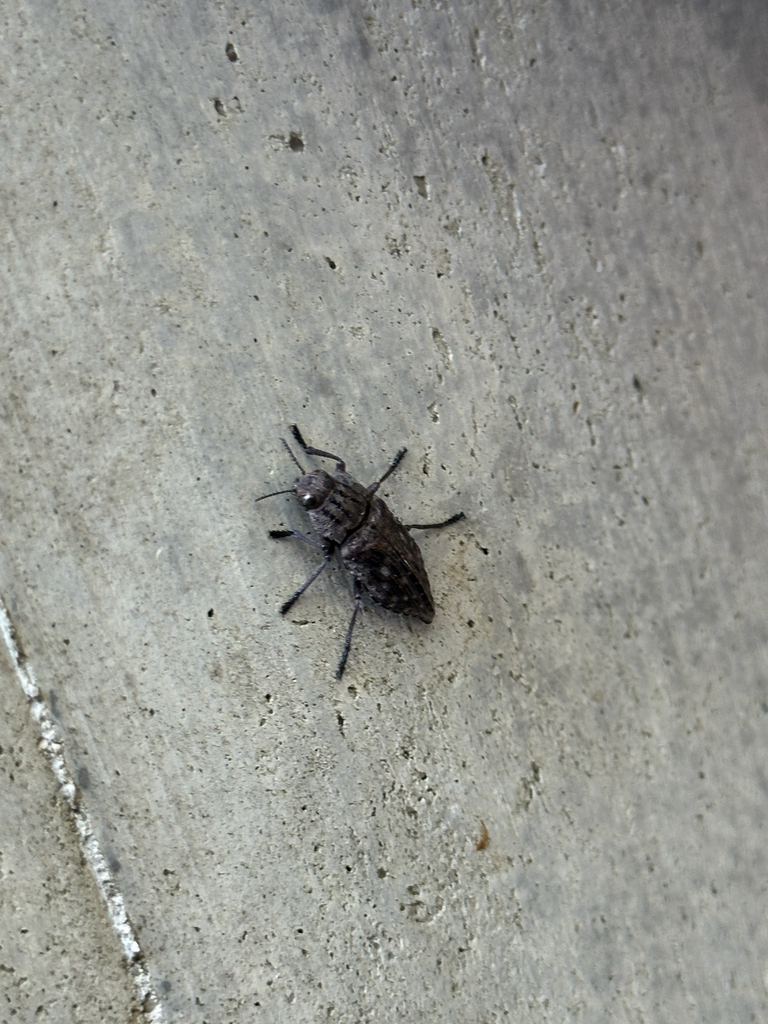 Dicerca moesta
