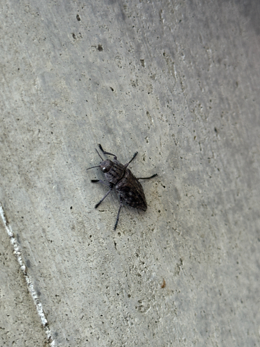 Dicerca moesta