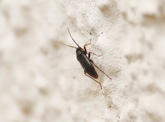 Chlamydatus pullus