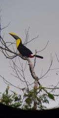Ramphastos brevis