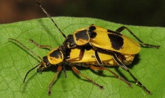 Chauliognathus flavipes