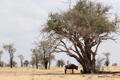 Connochaetes taurinus johnstoni