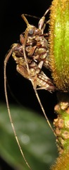 Leptocometes spitzi
