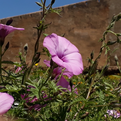 Mallow Bindweed