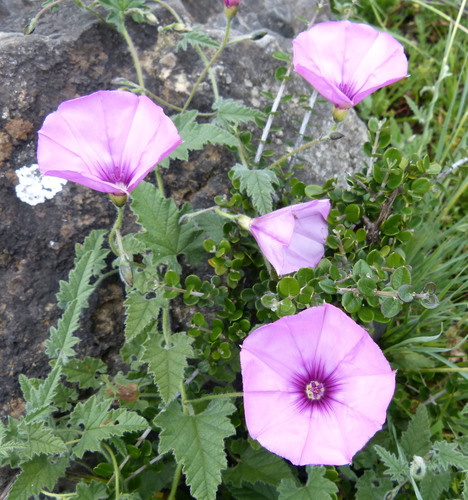 Mallow Bindweed